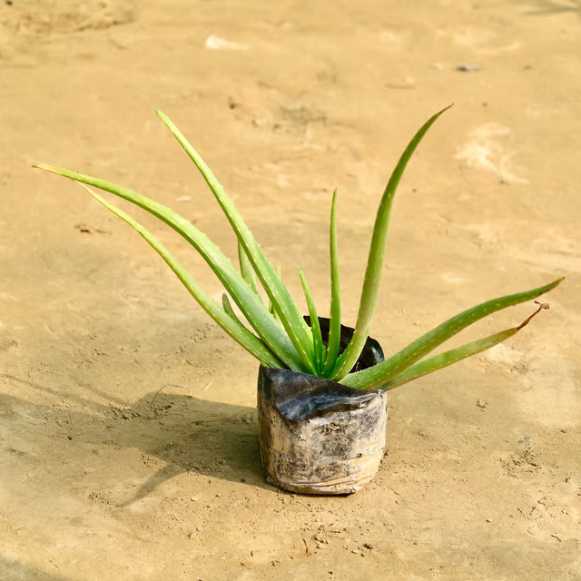 aloe vera plant